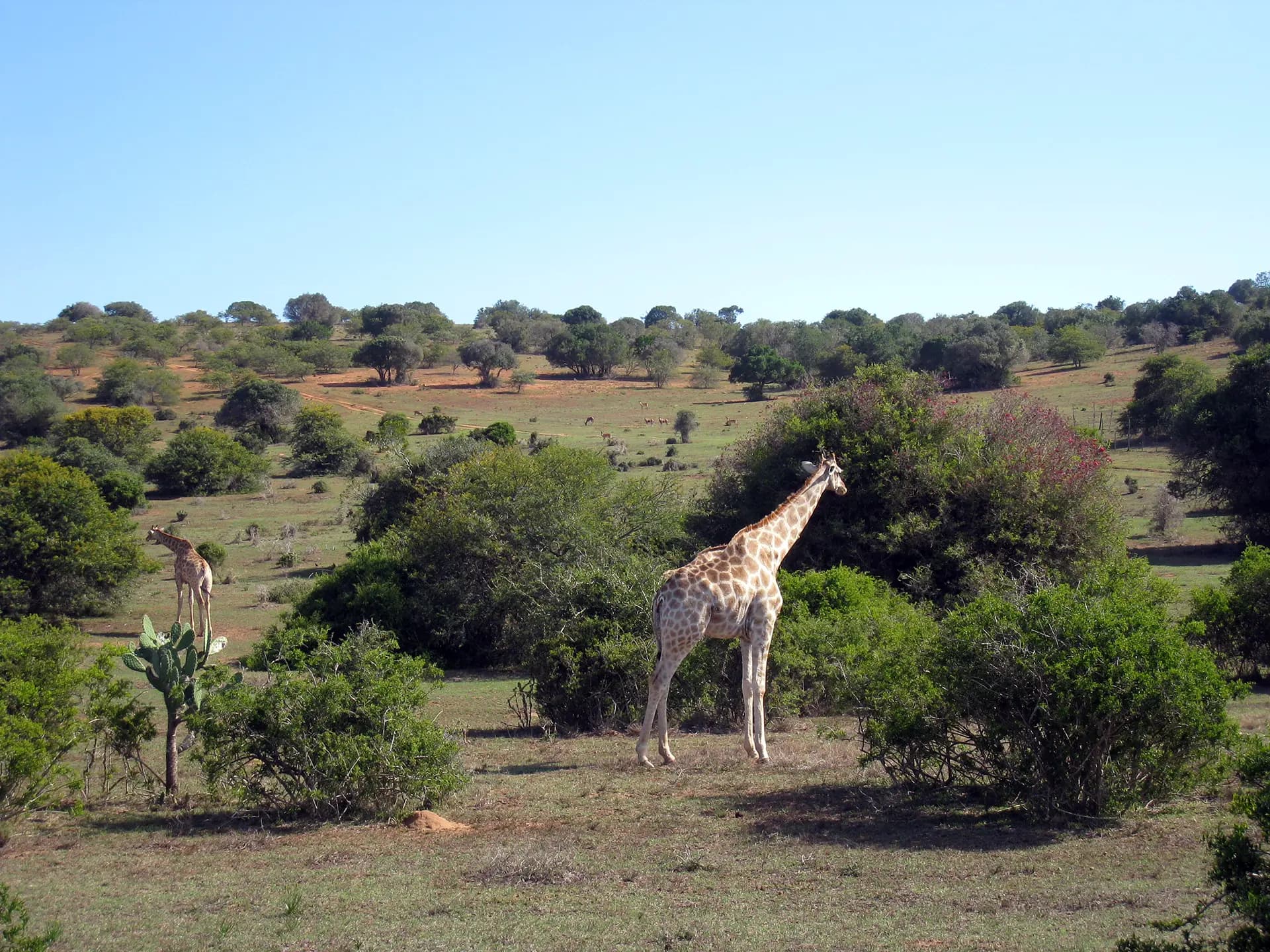 Giraffes in the bushveld of a private game reserve near Addo