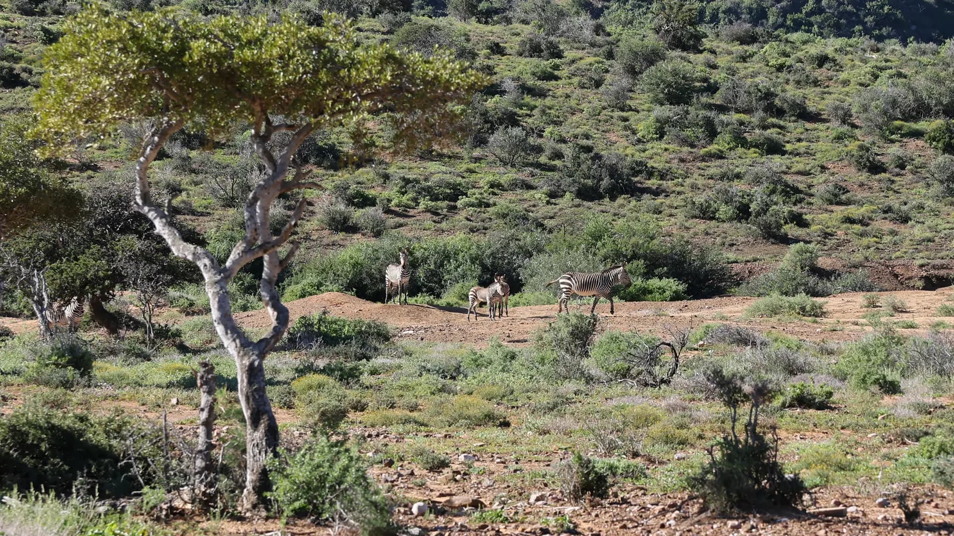 Mountain zebras grazing in Addo Elephant National Park